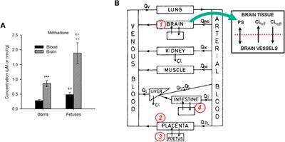 P-glycoprotein efflux transporter: a key to pharmacokinetic modeling for methadone clearance in fetuses